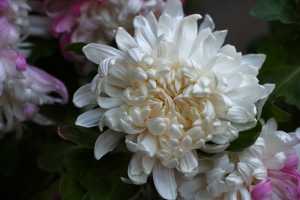 CHRYSANTHEMUM-24 (28)
